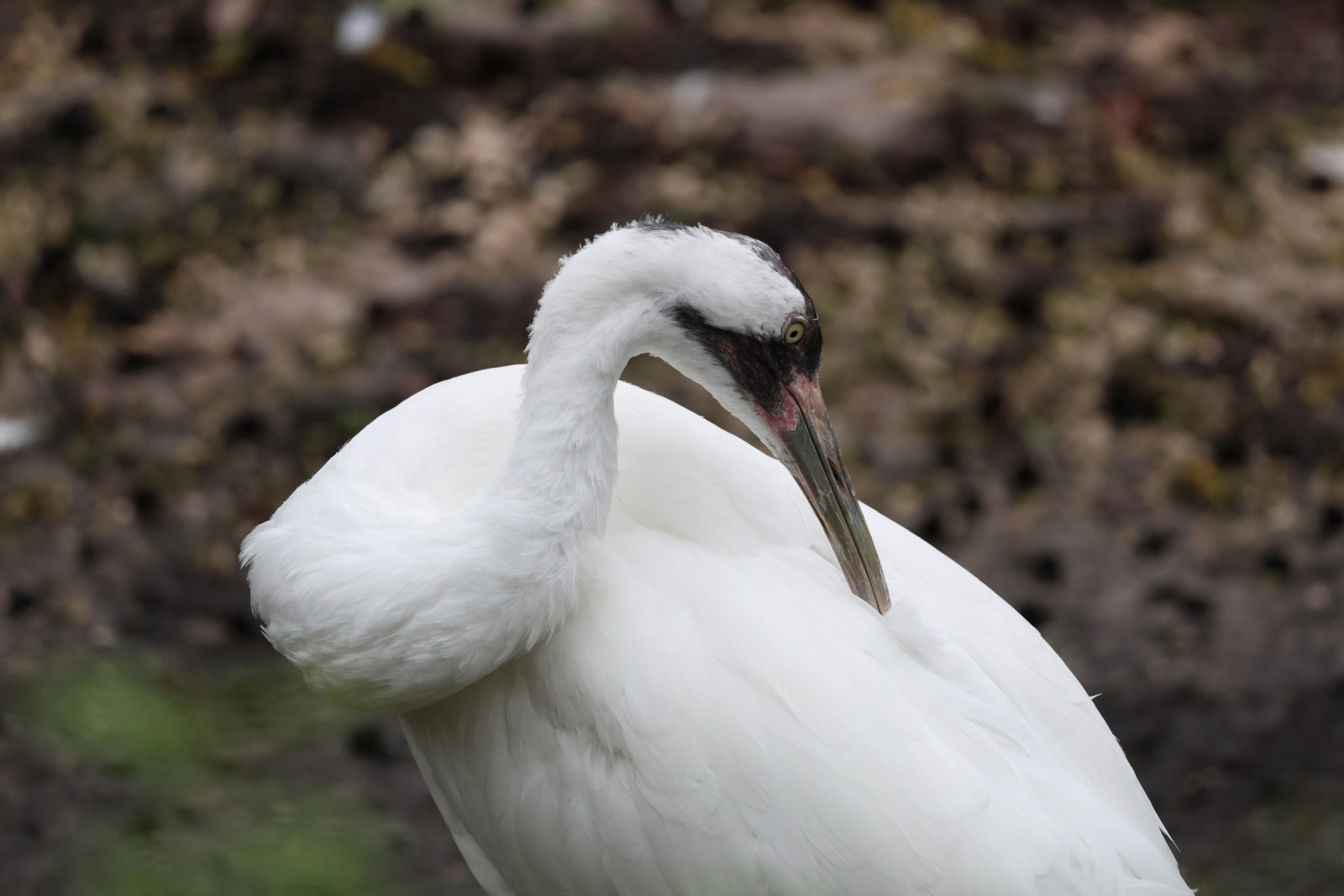 image Whooping Crane